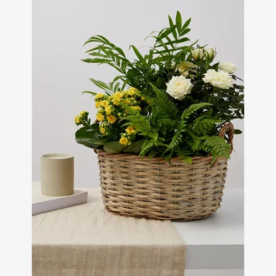 Marks & Spencer M&S Spring Flowering Basket & Belgian Chocolates Bundle
