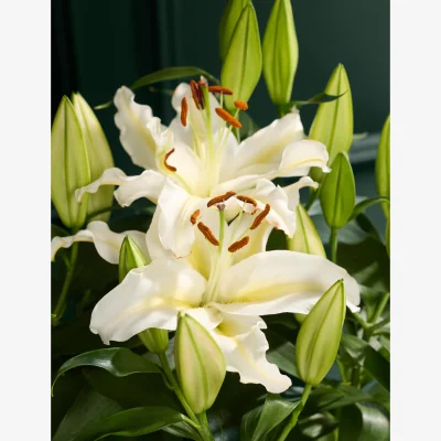 Marks & Spencer Flower Market White Oriental Lily