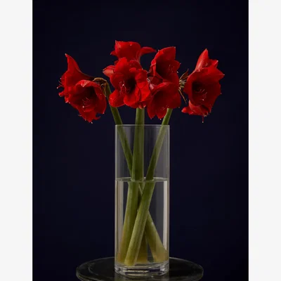 Marks & Spencer M&S Red Amaryllis Bouquet (Delivery from 22nd November 2023)