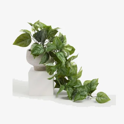 Marks & Spencer Moss & Sweetpea Artificial Trailing Pothos in Cement Pot - Green, Green