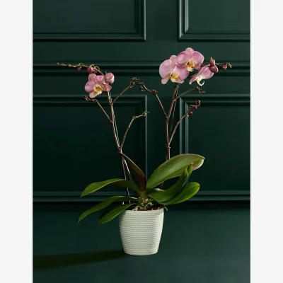 Marks & Spencer M&S Flower Market Lower Staked Pink Orchid with Champagne & Calm Candle