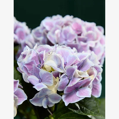 Marks & Spencer M&S Mother's Day Hydrangea with Salted Caramels & Candle