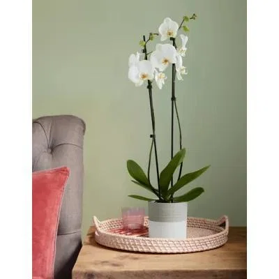 Marks & Spencer M&S Large White Phalaenopsis Orchid Ceramic