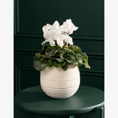 Marks & Spencer M&S Flower Market White Cyclamen in Ceramic Pot