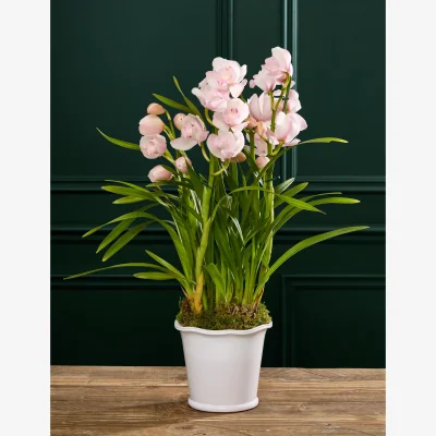Marks & Spencer Flower Market Cymbidium Orchid in Ceramic Pot