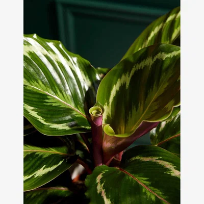 Marks & Spencer M&S Collection New Home Calathea with Prosecco, Marc de Champagne Truffles & Candle