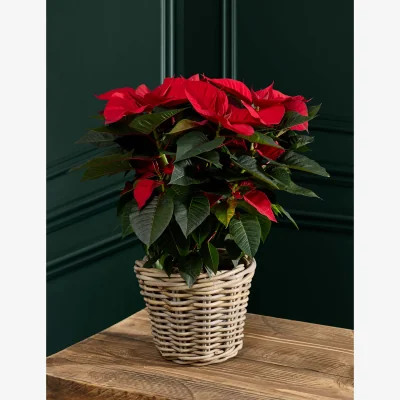 Marks & Spencer Flower Market Poinsettia in Kubu Basket