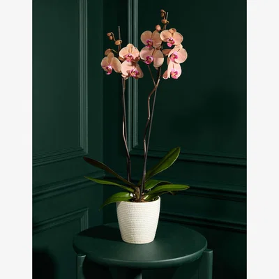 Marks & Spencer Flower Market Large Peach Phalaenopsis Orchid in Ceramic Pot