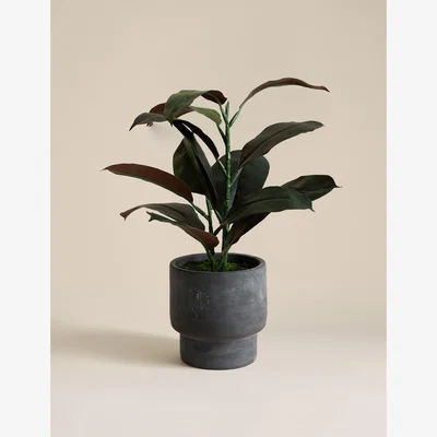 Marks & Spencer Moss & Sweetpea Artificial Rubber Plant in Cement Pot - Charcoal, Charcoal