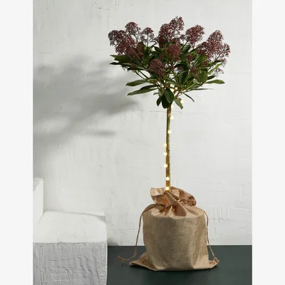 Marks & Spencer M&S Luxury Light-Up Skimmia Tree