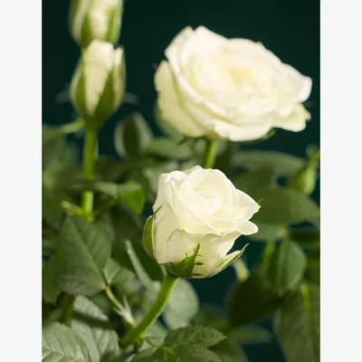 Marks & Spencer Flower Market Christmas White Rose with Delacourt Champagne