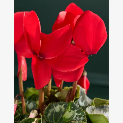 Marks & Spencer Flower Market Red Cyclamen in Ceramic Pot with Merry Munch