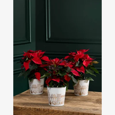Marks & Spencer Flower Market Miniature Poinsettia Trio