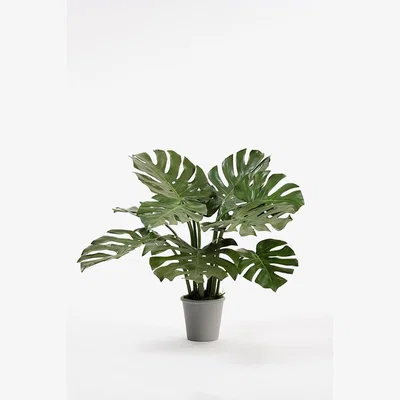 My Furniture Potted Artificial Cheese Plant