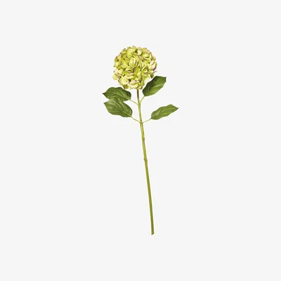 OKA Faux Mophead Hydrangea Stem, Long - Faded Autumn Green