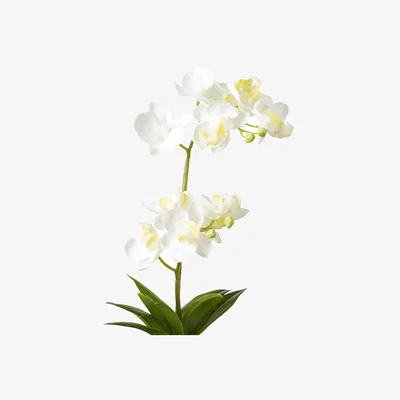 OKA OKA, Faux Potted Mini Orchid - White, Faux Plant
