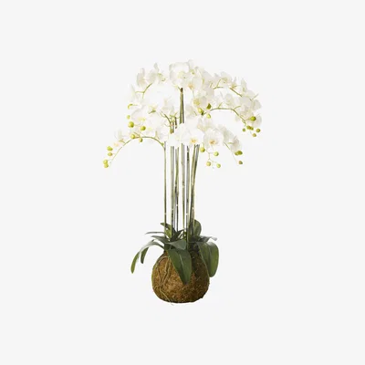 OKA OKA, Faux Planted Phalaenopsis Orchid, Large - White, Artificial Plants, Fabric/Plastic