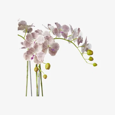 OKA OKA, Faux Planted Phalaenopsis Gigantea Orchid - Small - Purple, Faux Plant