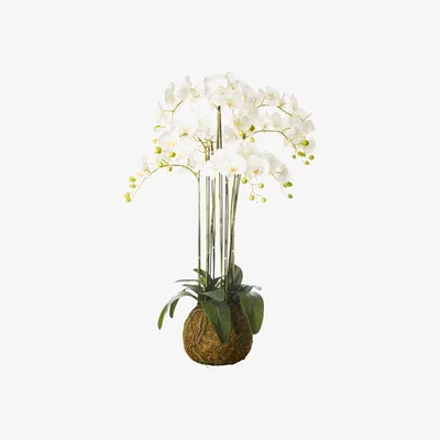 OKA Faux Planted Phalaenopsis Orchid, Large - White
