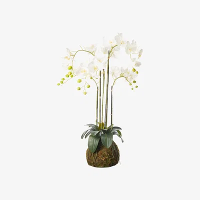 OKA Faux Planted Phalaenopsis Orchid, Medium - White