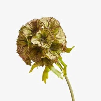 OKA Faux Auricula Stem - Green