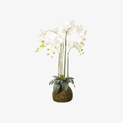 OKA OKA, Medium Faux Planted Phalaenopsis Orchid - White, Artificial Plants, Fabric/Plastic