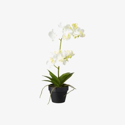 OKA OKA, Faux Potted Mini Orchid - White, Potted Plants, Fabric/Plastic
