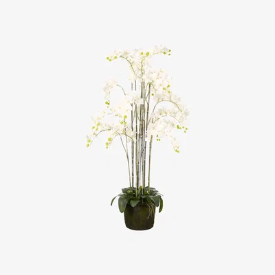 OKA Faux Giant Phalaenopsis Orchid - White