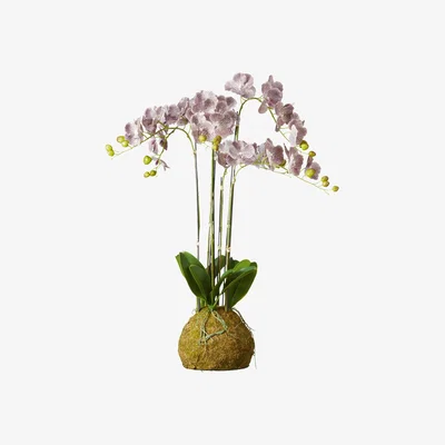 OKA OKA, Large Faux Planted Phalaenopsis Gigantea Orchid - Purple, Artificial Plants, Fabric/Plastic
