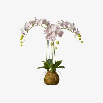 OKA OKA, Small Faux Planted Phalaenopsis Gigantea Orchid - Purple, Artificial Plants, Fabric/Plastic