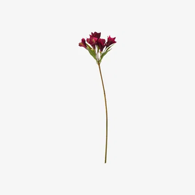 OKA Faux Lily of the Incas Stem - Burgundy