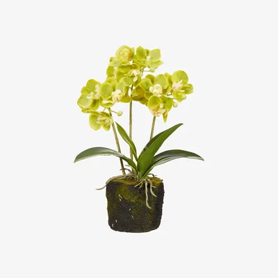 OKA Faux Planted Mini Orchid - Green