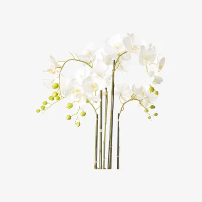 OKA OKA, Faux Planted Phalaenopsis Orchid - Medium - White, Faux Plant