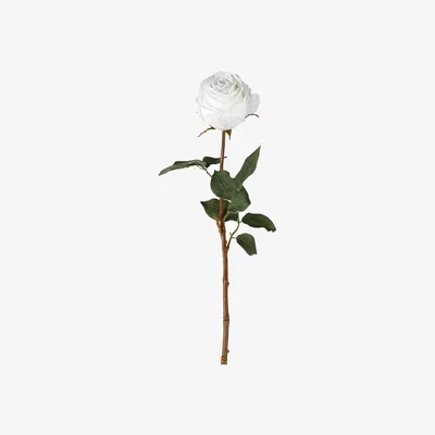 Olivia's Gallery Interiors Aldona Rose Stem White / Large Set of 6