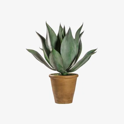 Olivia's Gallery Direct Aloe Wide Leaf Planter