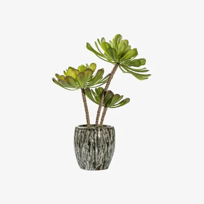 Olivia's Gallery Interiors Echeveria Plant with Rustic Cement Pot in Green
