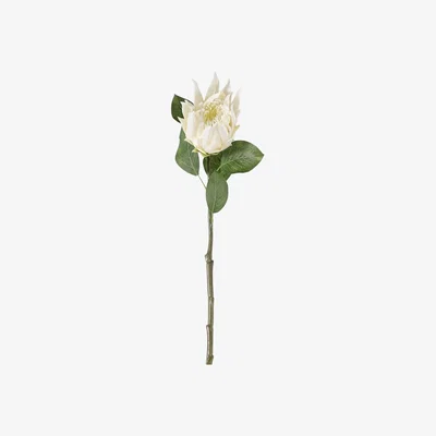 Olivia's Gallery Interiors Set of 6 Cassius Protea Stem White