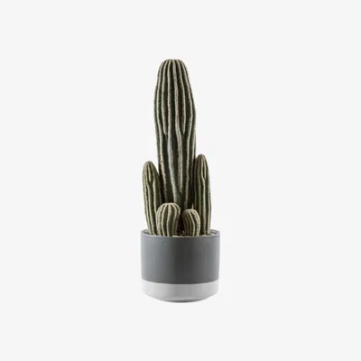 Olivia's Gallery Direct San Pedro With Ceramic Pot Grey Cactus