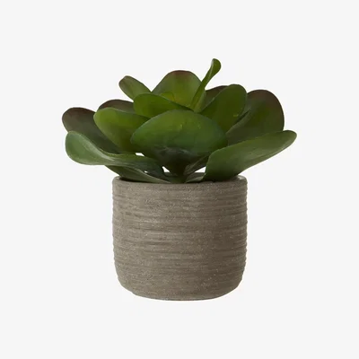 Olivia's Olivia's Lotus Succulent With Rutic Grey Cement Pot