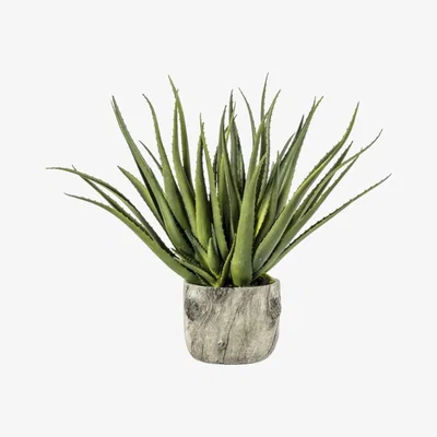 Olivia's Gallery Interiors Aloe With Bark Effect Pot