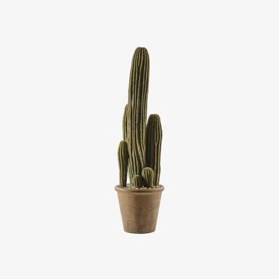 Olivia's Gallery Direct San Pedro Brown Large Cactus