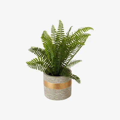 Olivia's Olivia's Freda Planter Succulent Boston Fern