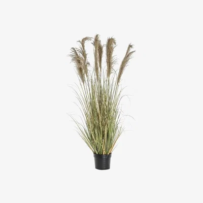 Olivia's Gallery Interiors Pampas Grass With 7 Heads | Outlet