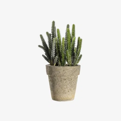 Olivia's Gallery Direct Cereus With Cement Pot Grey Cactus / Large