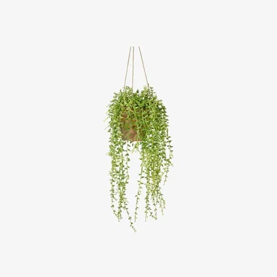 Olivia's Gallery Direct Hanging Senecio With Cement Pot