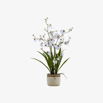 Olivia's Gallery Interiors Begbie Potted Oncidium Orchid White / Large