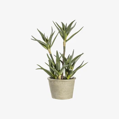 Olivia's Gallery Interiors Potted Aloe