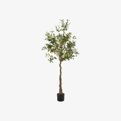 Olivia's Hill Interiors Calabria Olive Tree