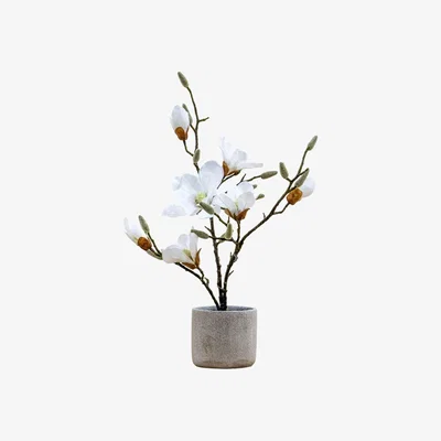 Olivia's Gallery Interiors Raskop Potted Magnolia White