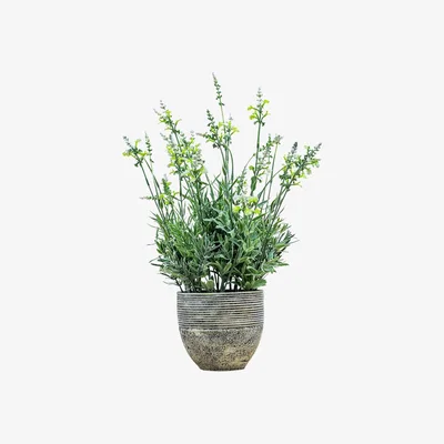 Olivia's Gallery Interiors Garner Potted Lavender Cream Green / Large